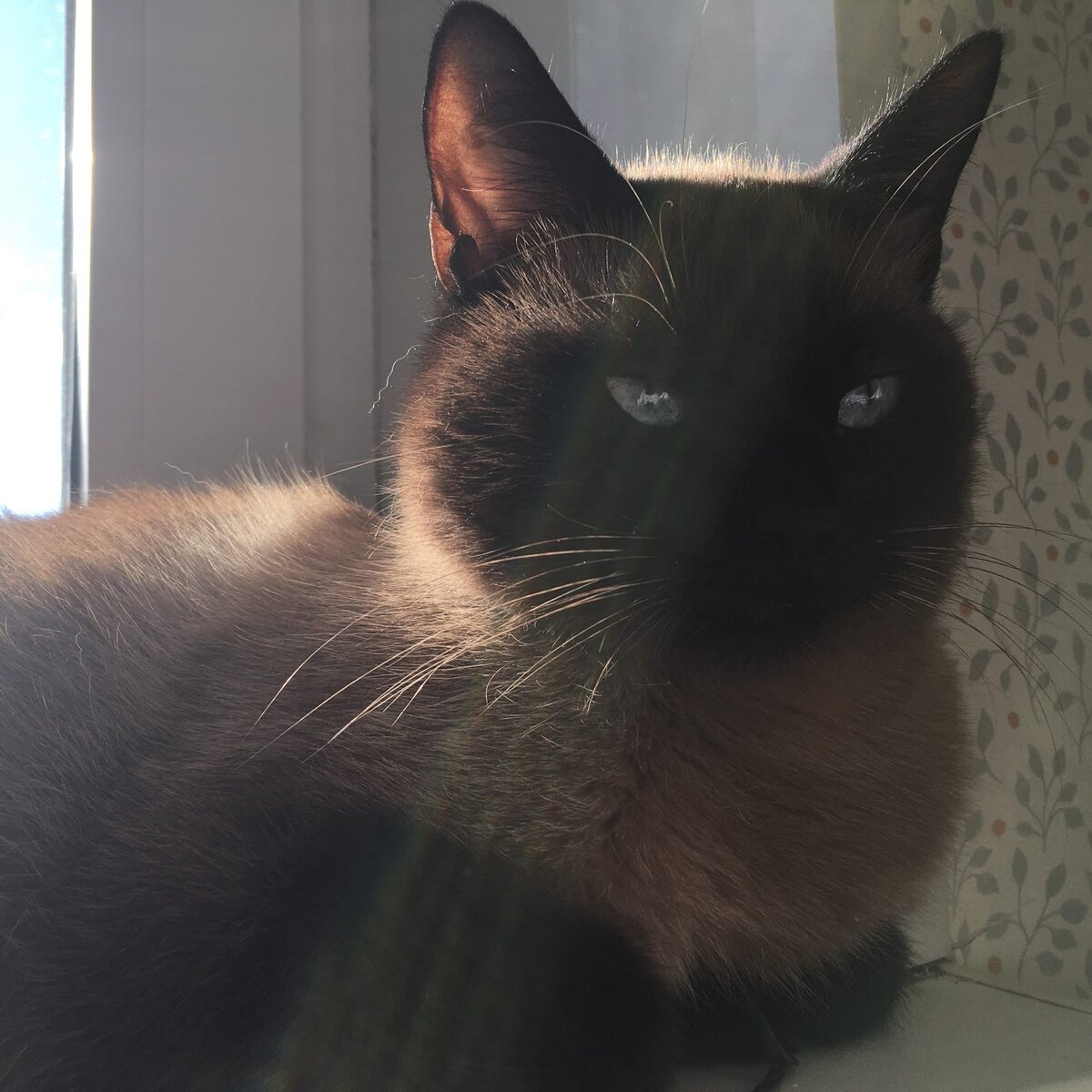                 вот такой у нас красавчик))))