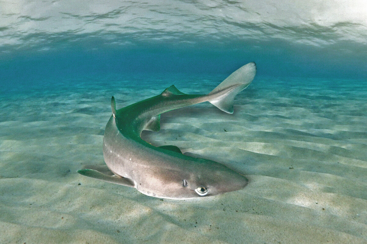 черное море какая рыба водится