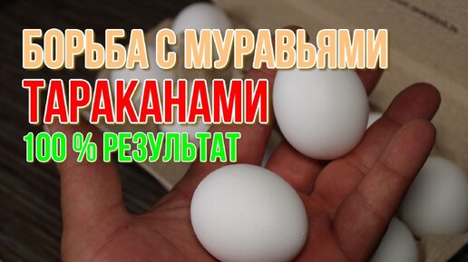 Муравьи и тараканы боятся этого рецепта, как огня