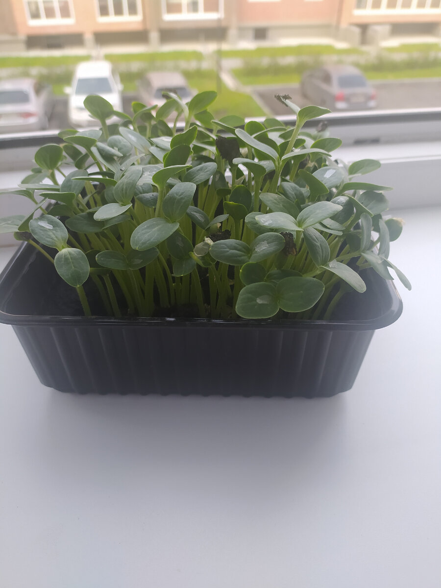 А мои арбузики скоро уедут к маме на дачу😁