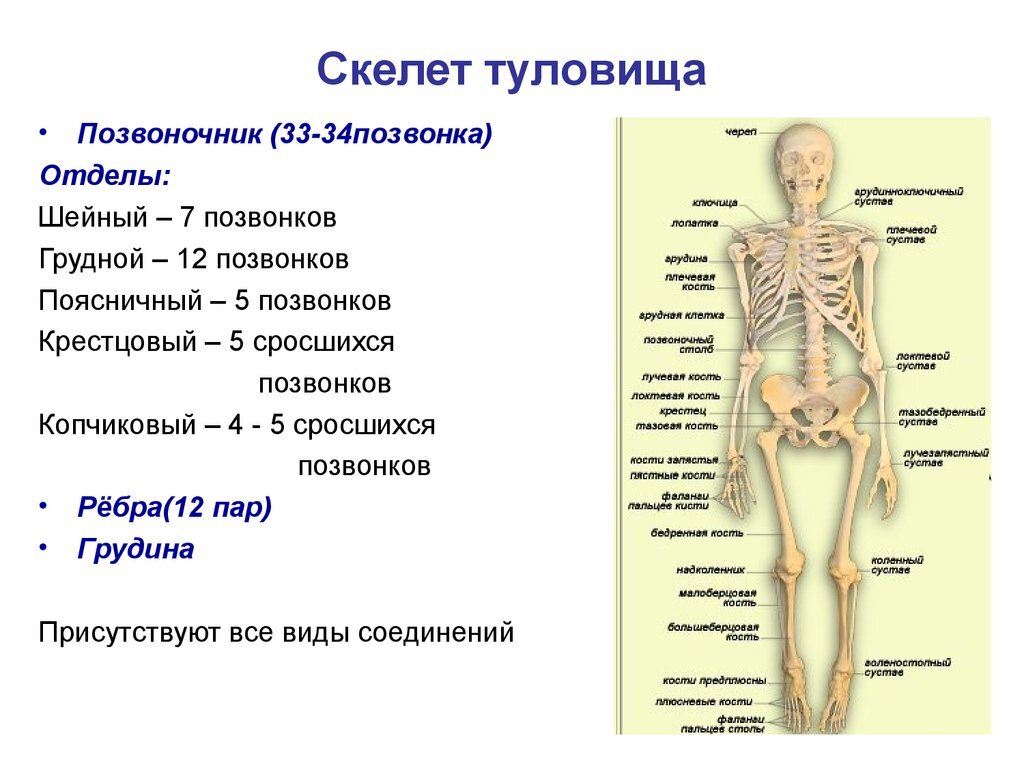 Скелет туловища кратко