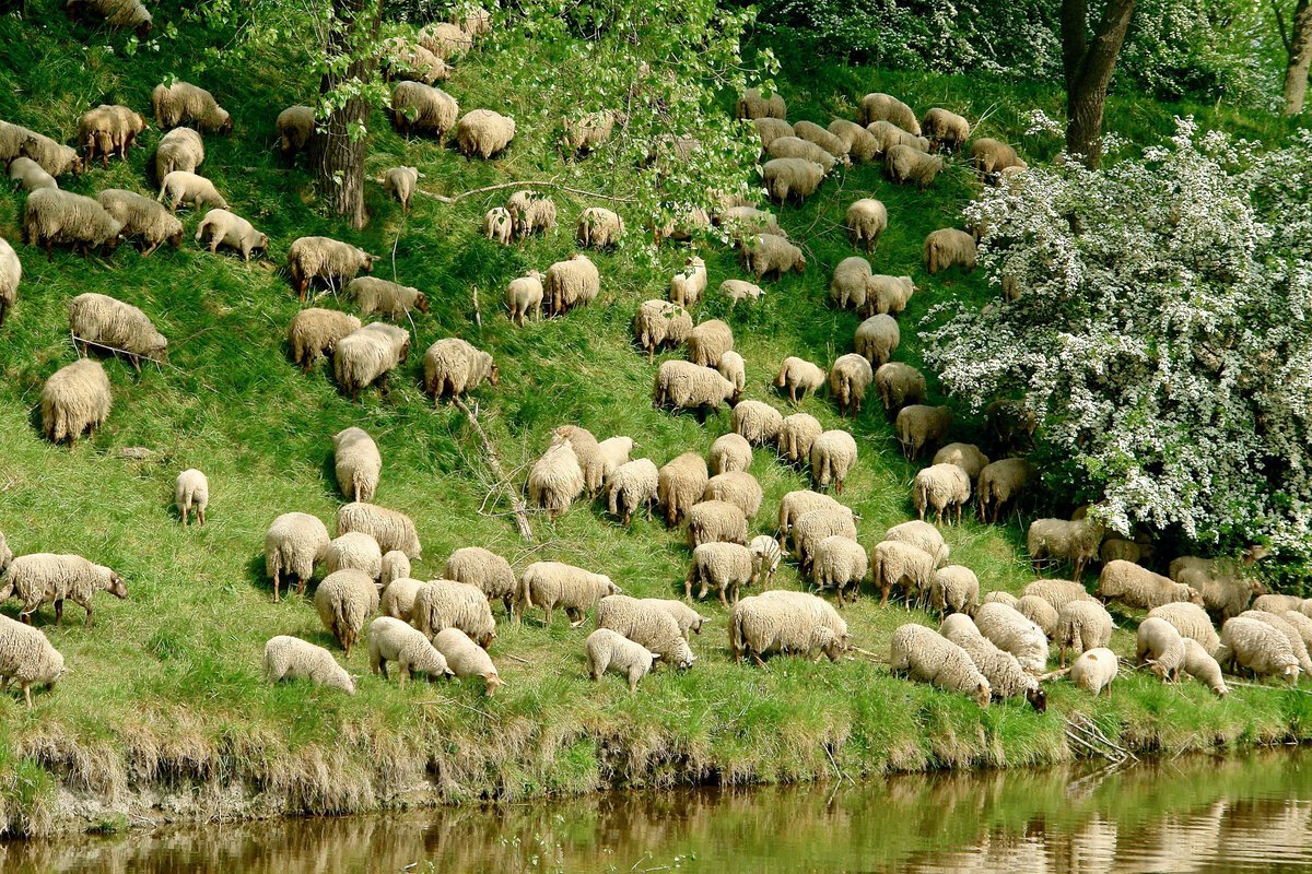 Овца и баран: 10 особенностей домашних животных, которые отталкивают от них  многих заводчиков | Приключения натуралиста | Дзен