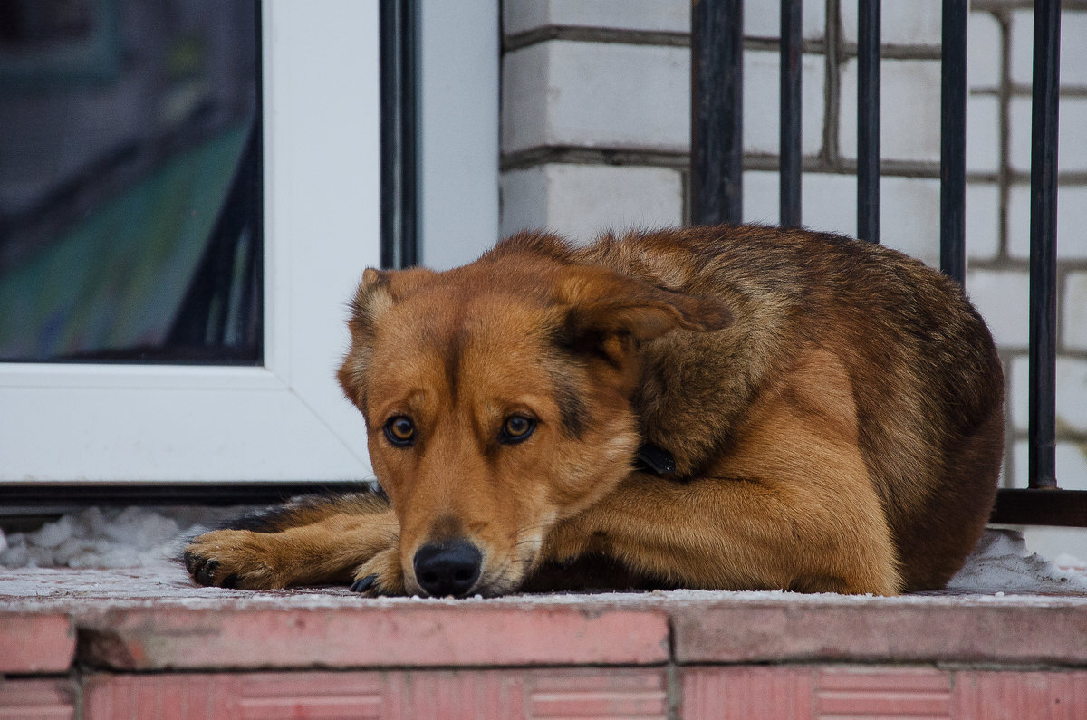 собака скучает. грустная собака. собака в окне. собака ждет у окна. собака ждет.