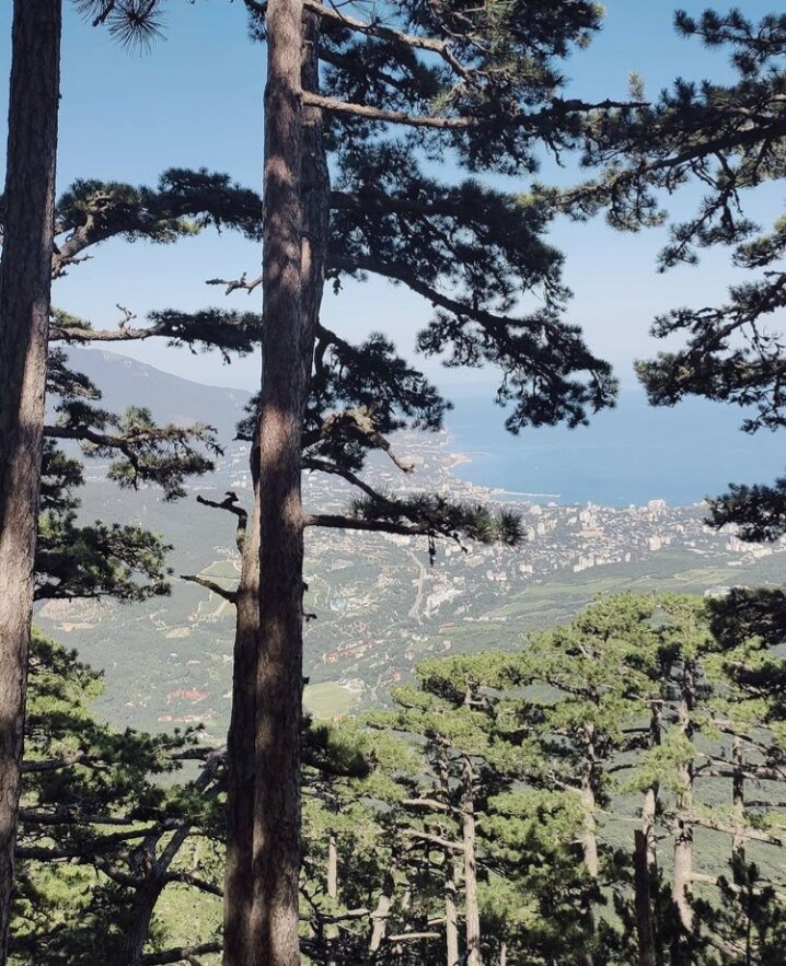Вид на Ялту сквозь живительные сосны. 