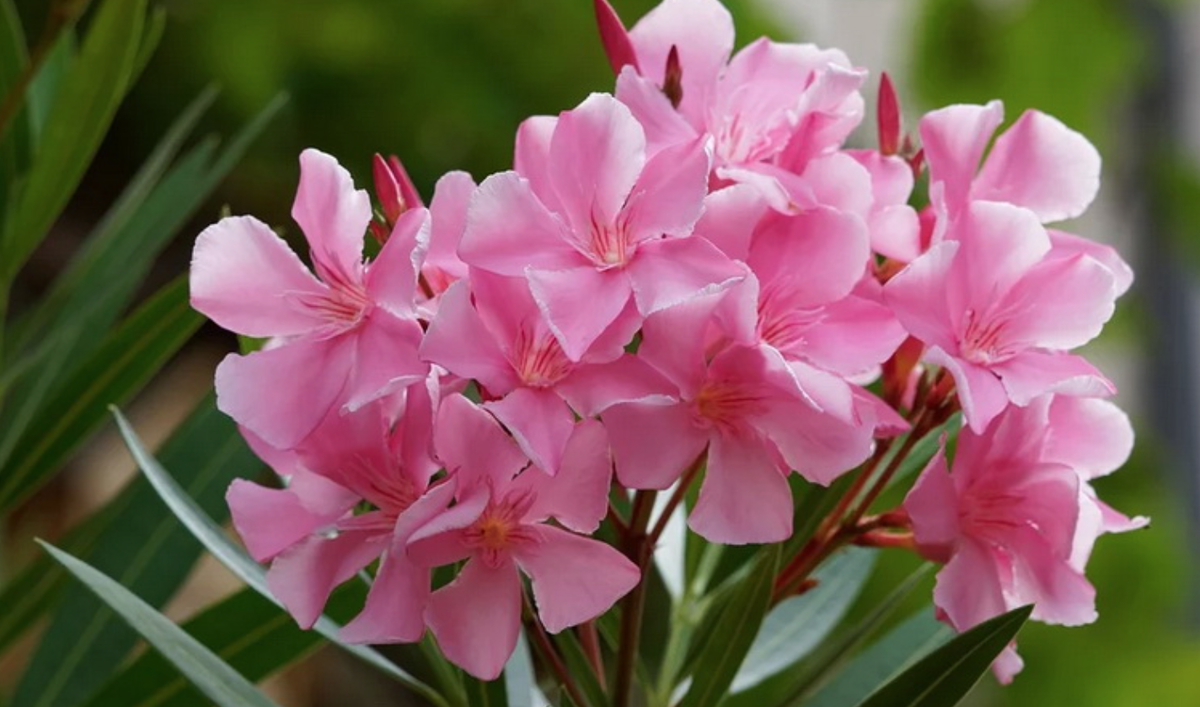 Олеандр (Nerium)