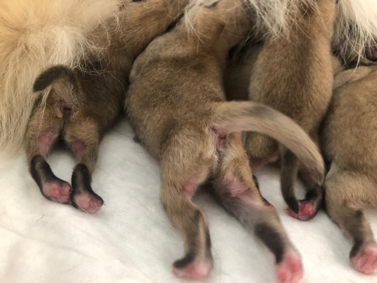 Второй час после родов