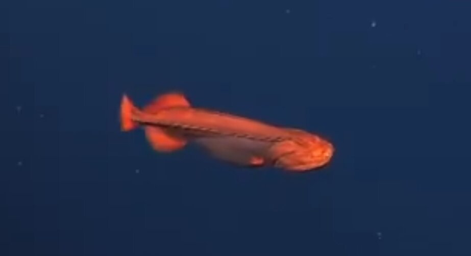 Фото: MBARI @MBARI_News 