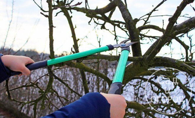 Хорошая обрезка - залог вашего урожая