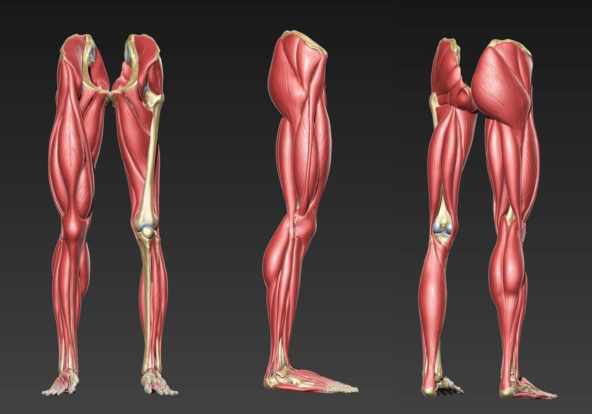 Мышцы ног анатомия