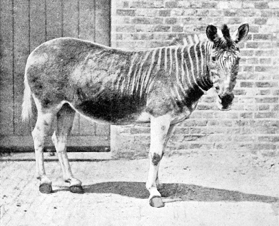 Одна из пяти существующих фотографий квагги. Фото Frederick York (d. 1903), Public Domain, https://commons.wikimedia.org/w/index.php?curid=4348736