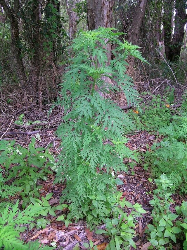 Амброзия полыннолистная (Ambrosia artemisiifolia). © Harry Rose