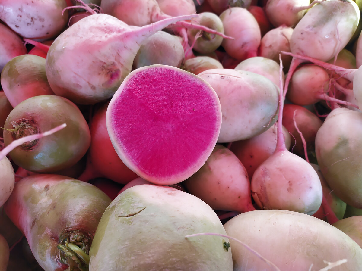 Красная редька