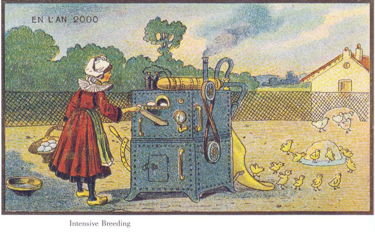 Превращение яиц в цыплят