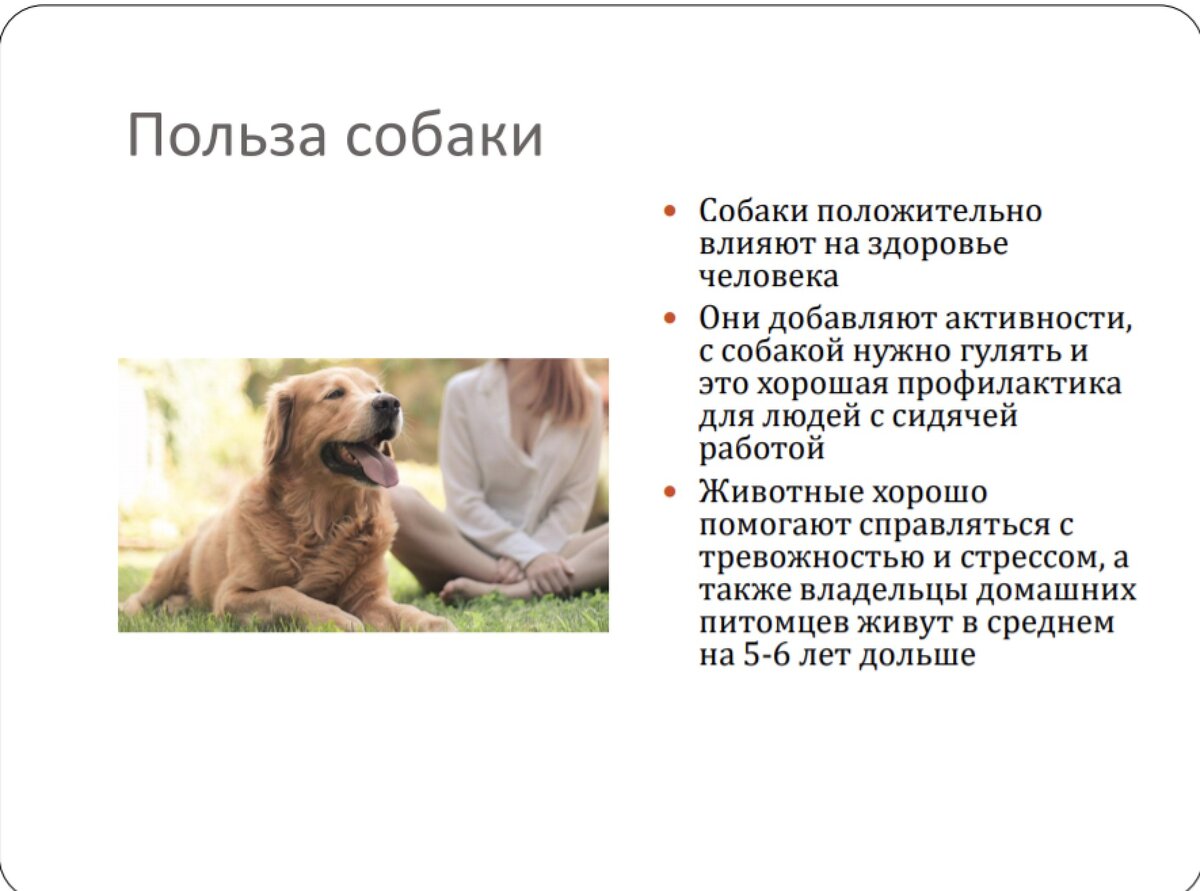 Собака в жизни человека проект
