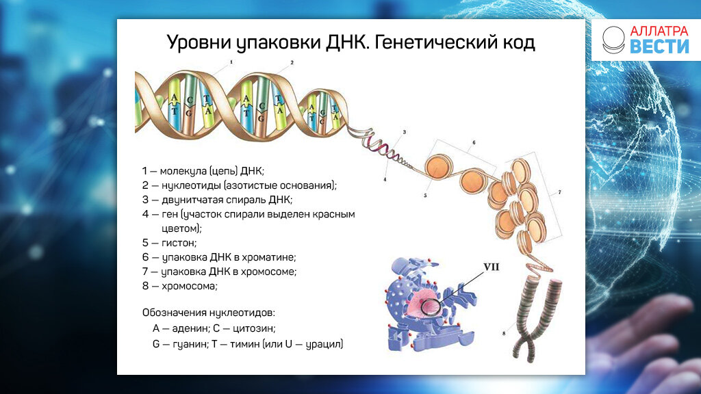 Уровни упаковки ДНК. Волновая генетика. Волновая генетика картинки.