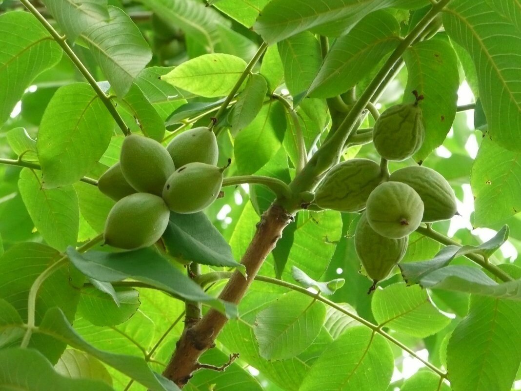 Орех маньчжурский (Juglans nigra l.)