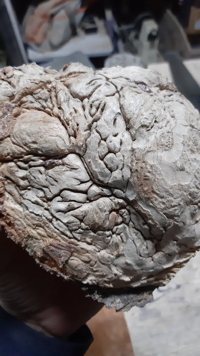 Вот так выглядит кап сосны