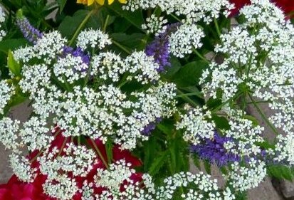 Сныть во время цветения.