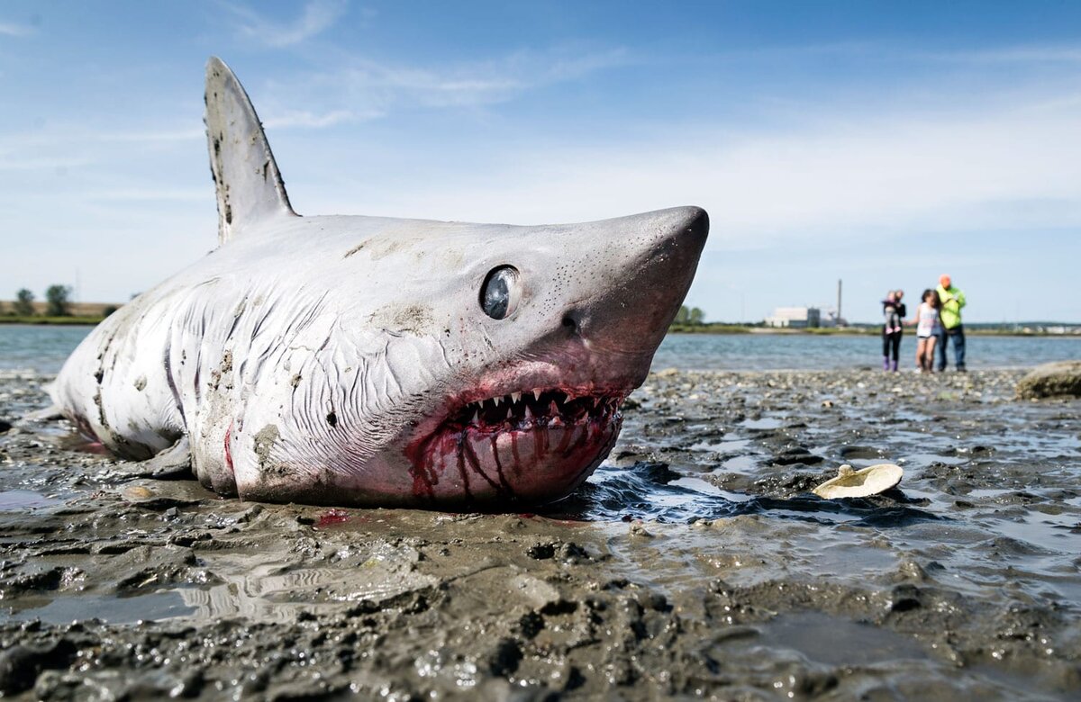 Фото из общедоступных и бесплатных интернет-источников 