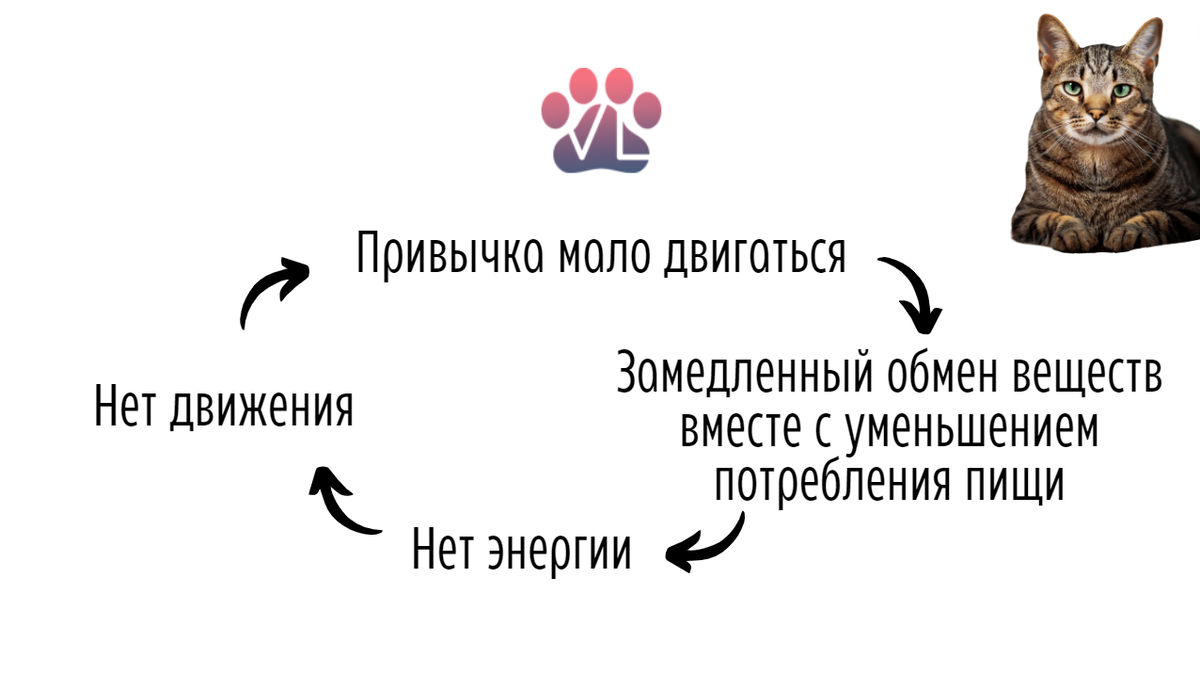 Почему кошка мяукает ночью (2) | Ветеринарный диетолог vetLIFE | Дзен