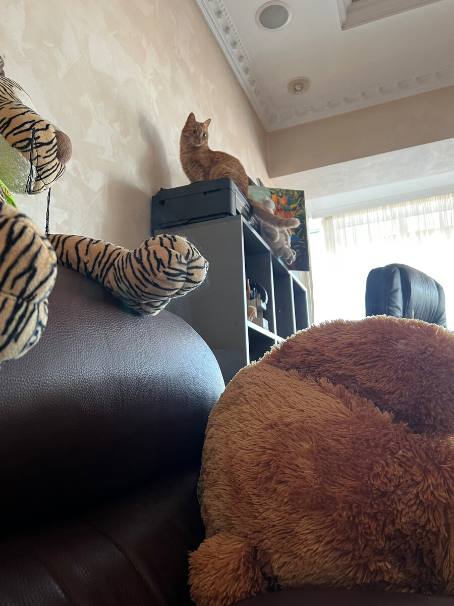 Все с высока видно. Сначала запрыгнула на диван а потом на шкаф