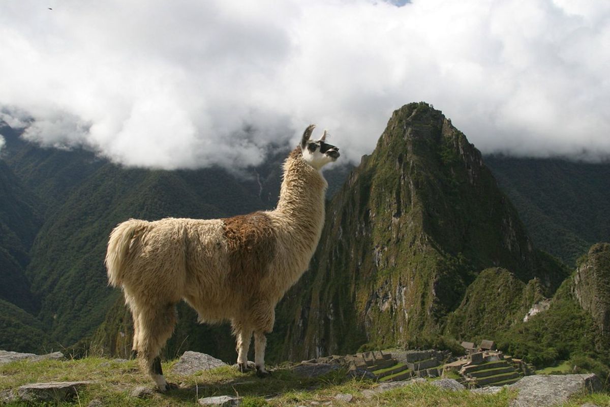 Animal latin. Лама альпака гуанако. Гуанако в Южной Америке. Лама в Южной Америке. Южная Америка лама альпака.
