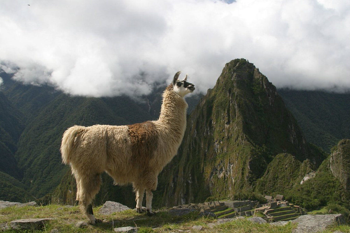 Lama's. Лама альпака гуанако. Лама гуанако в Южной Америке. Животные Южной Америки лама. Лама в Андах.