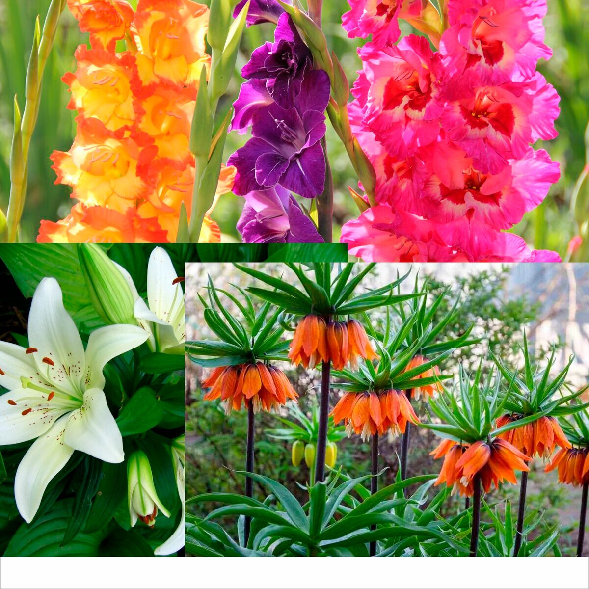 выкопка  и хранение луковичных цветов