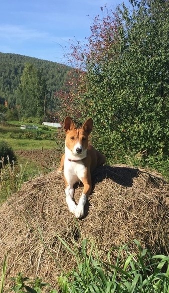 Красавец, правда? Фото автора