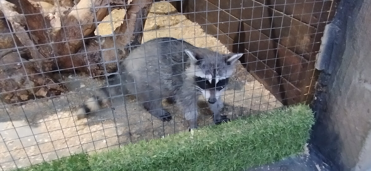 И для енотов. Каждый день после обеда мы ходили здороваться с енотами. Фото моё.