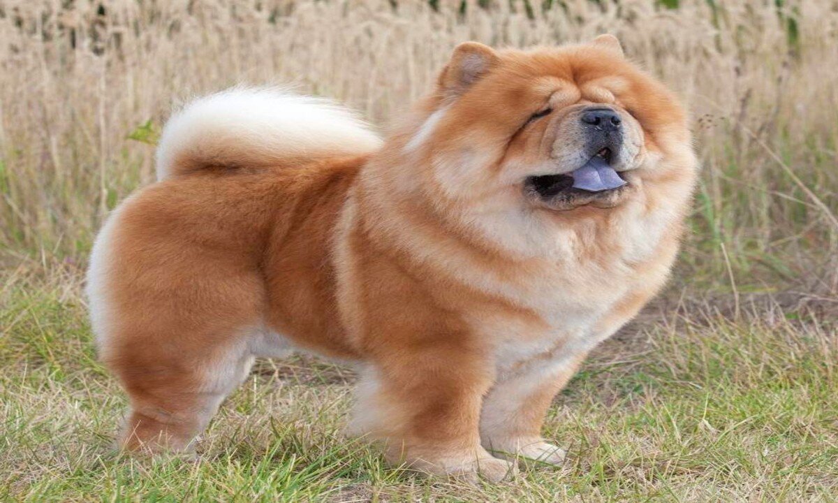 Укороченная морда