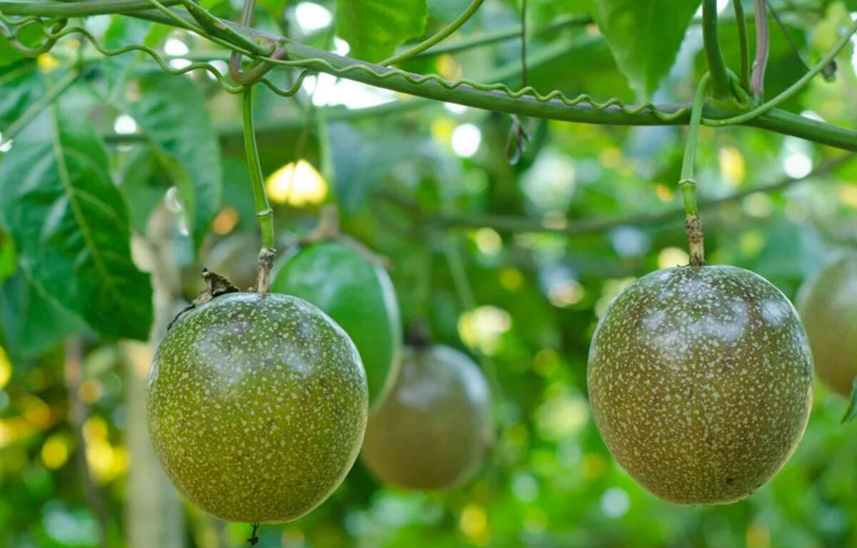 Passion fruit. Маракуйя (фрукт). Маракуйя дерево. Маракуйя растет. Дерево маракуйя с плодами.