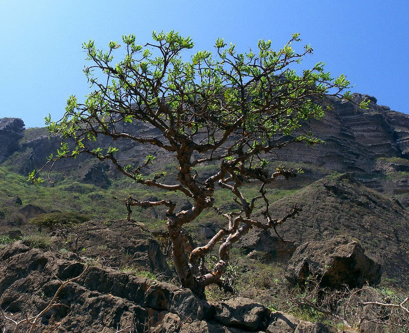 Boswellia sacra