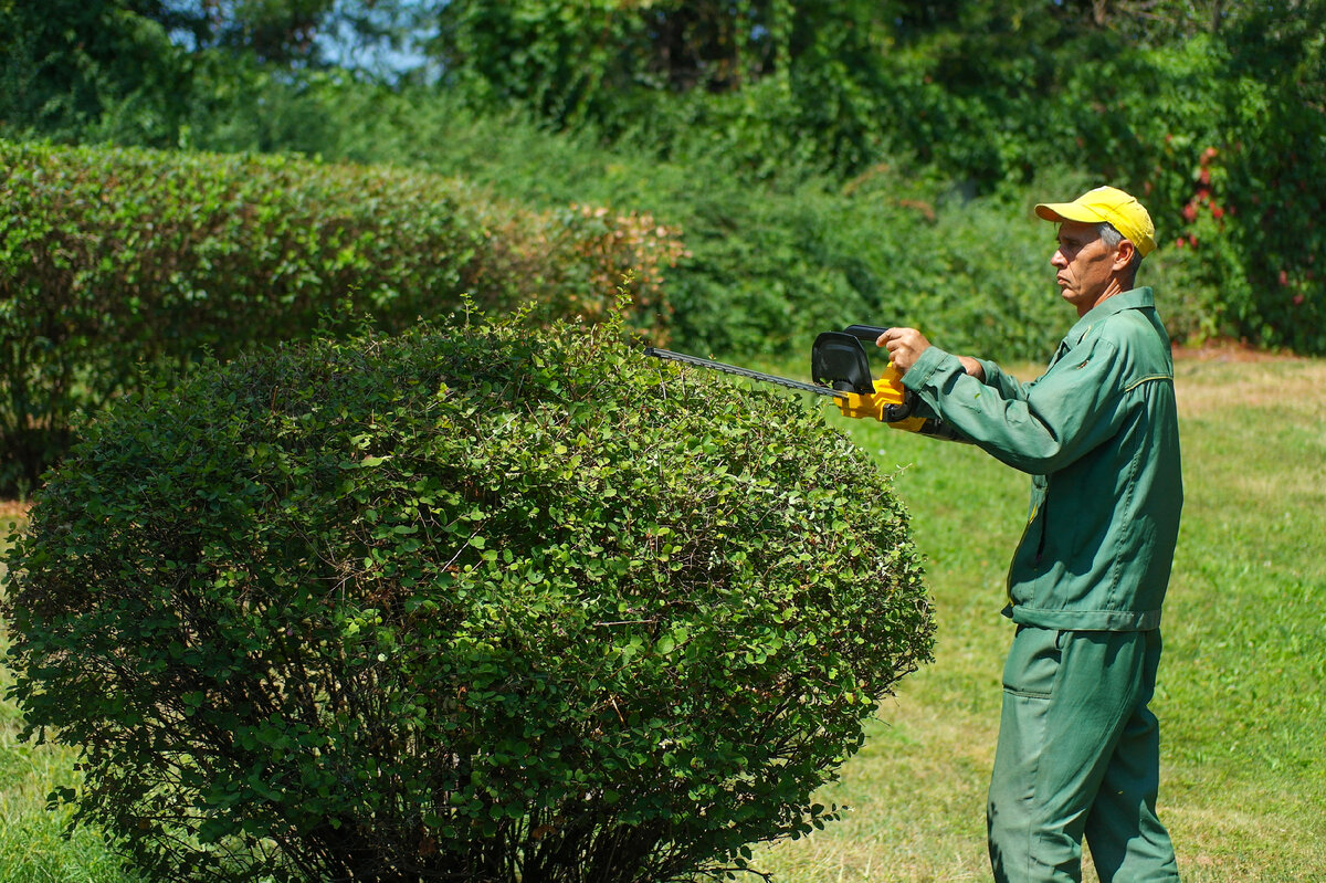 Denzel RBC510-36 Cordless Brush Cutter – аккумуляторный садовый кусторез с мощным коллекторным электромотором на 36V, комплектующийся сразу двумя аккумуляторами. Что из этого вышло, узнаем далее.-16