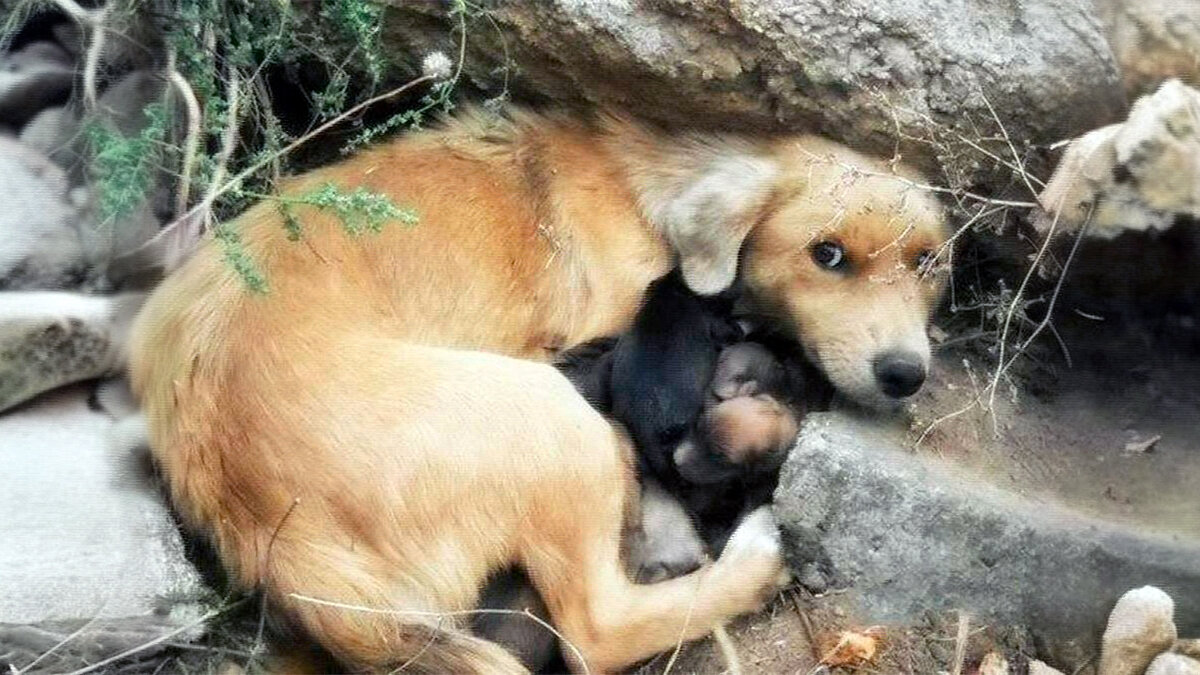 источник фото: ptica-village.ru