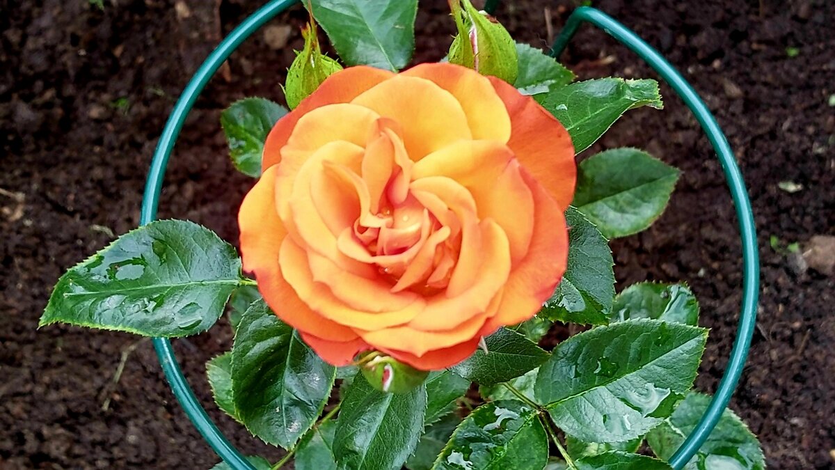 Гуд Монинг. Флорибунда