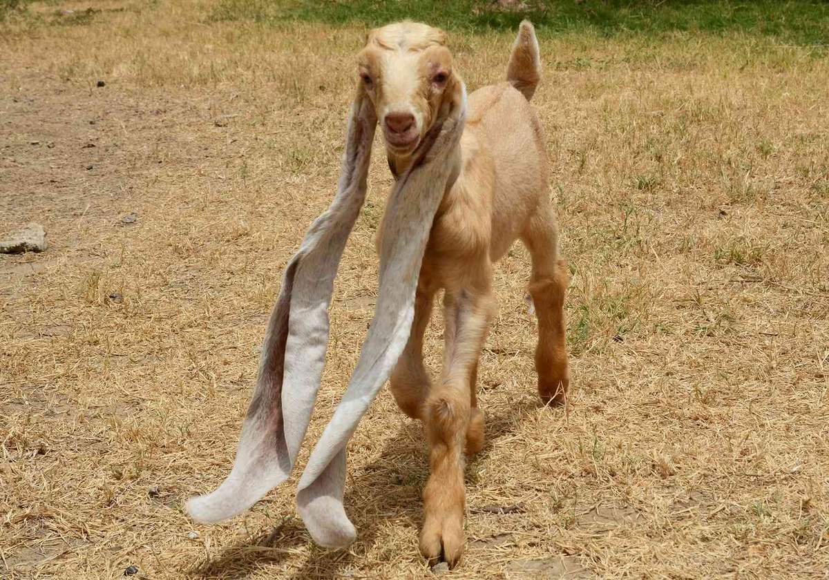 Ушами порода козы. Нубийская коза Симба. Нубийские козы с длинными ушами. Нубийский козел длинные уши. Уши у нубийских коз.