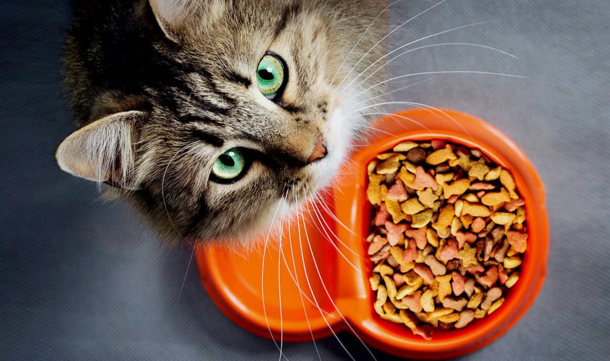 Еда для кошек. Корм для кошек. Фотосессия кошки с едой. Кошка кушает. Что можно кошкам из еды