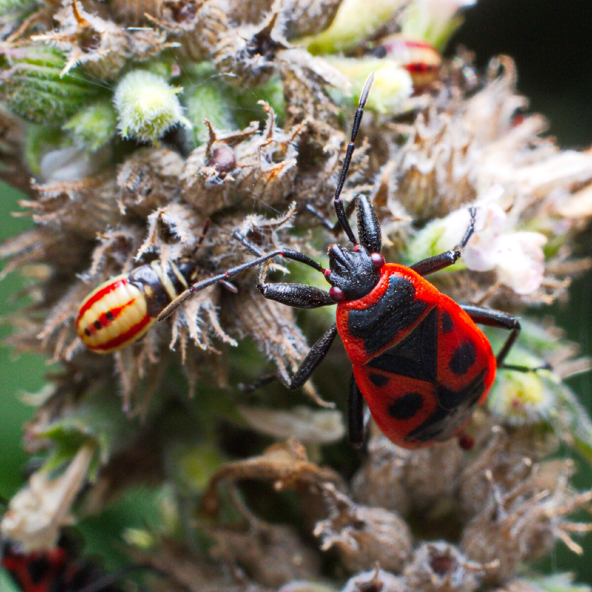 Клоп-солдатик, краснокло́п бескрылый, козачёк, или красный клоп (лат. Pyrrhocoris apterus)
