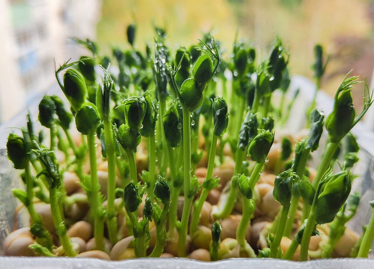 Зеленый горох