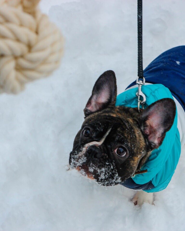 Французский бульдог Буча на зимнем тестировании игрушки