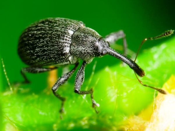 Изображение взято с сайта Google