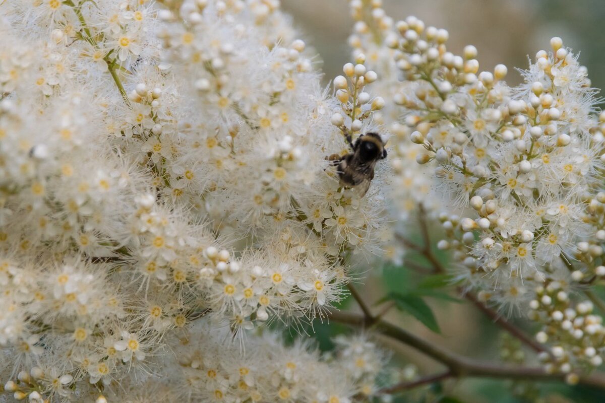                                                                   Спирея рябинолистная и шмель