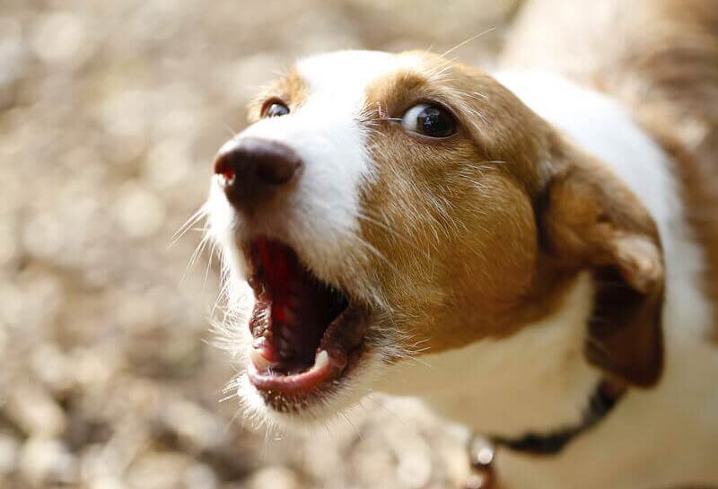 Дрессировка от команды 