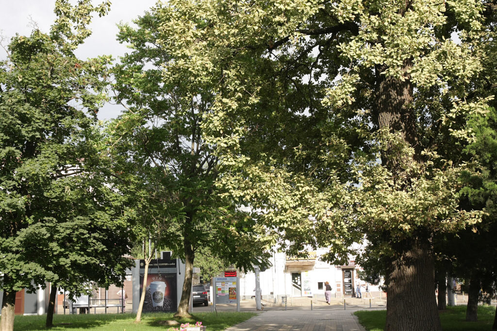  Дуб черешчатый зараженный дубовой кружевницей и дубовым блошаком. Краснодар, ул. Постовая