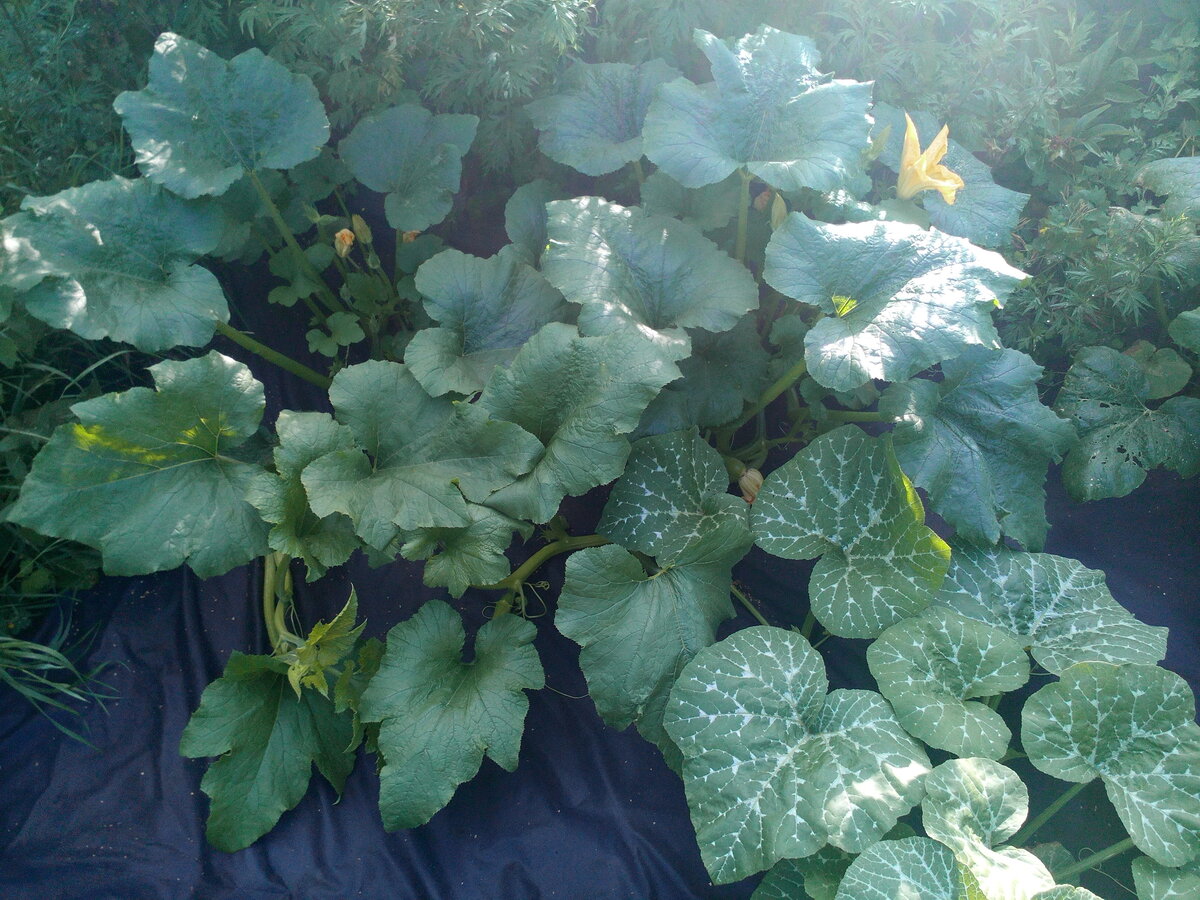 2016.07.07 Растут очень крупные кусты с короткой и мощной главной плетью.