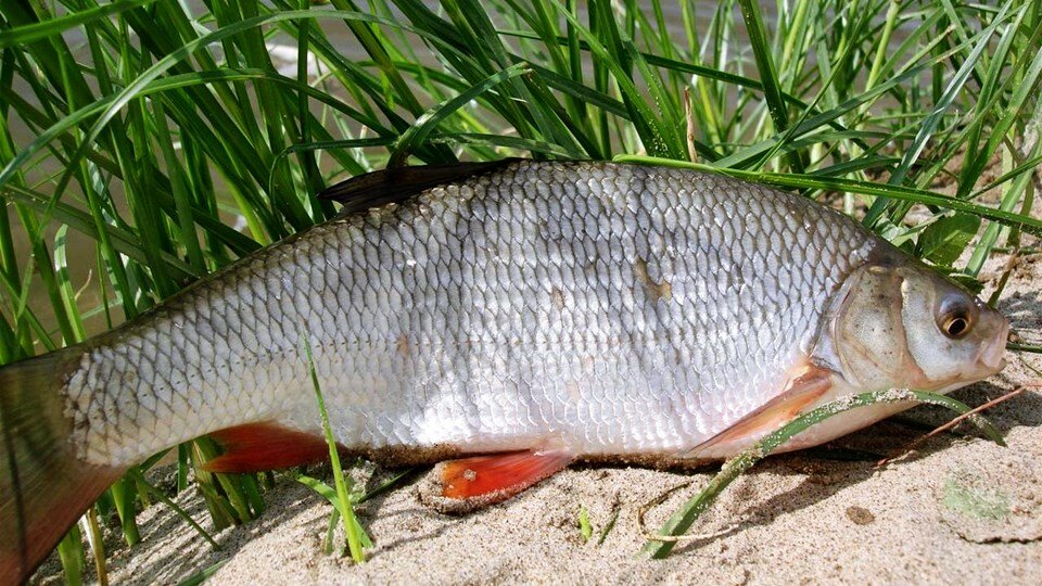 Находясь возле озера, нередко можно увидеть на поверхности воды появляющиеся расходящиеся усы. Это сидевшие в засаде щуки-травянки.-2