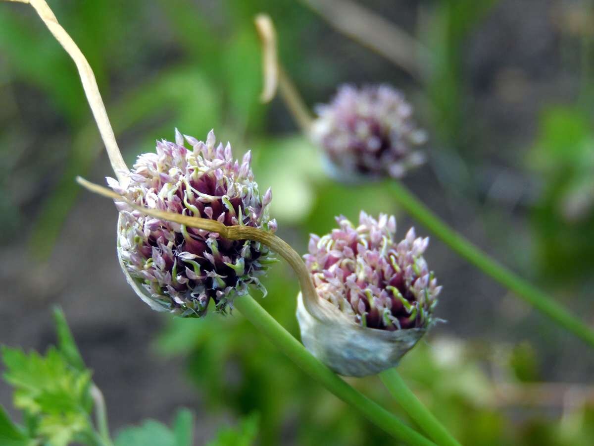 Бульбочки формируются