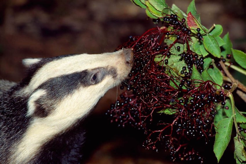 фото в сайта https://treesforlife.org.uk/docs/079_403__badgereatingelderberries4lcampbell_1466542527_standard.jpg