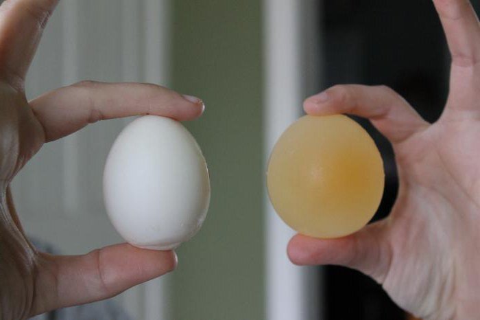 Специалисты объяснили, как яйца становятся 